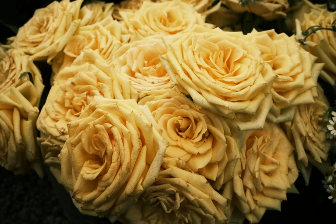 white rose in close up photography